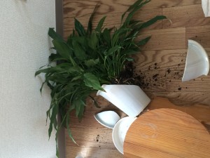 写真 (2)