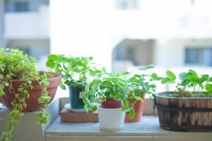 窓辺植物